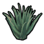 芦荟