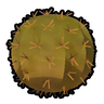仙人掌